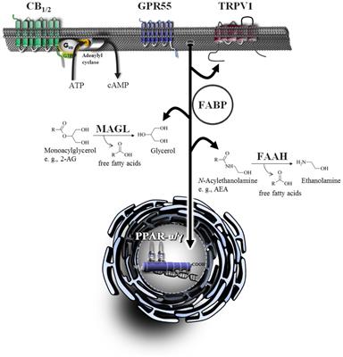 Modulation of the Endocannabinoid System as a Potential Anticancer Strategy